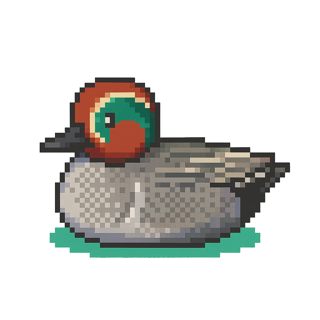 コガモ